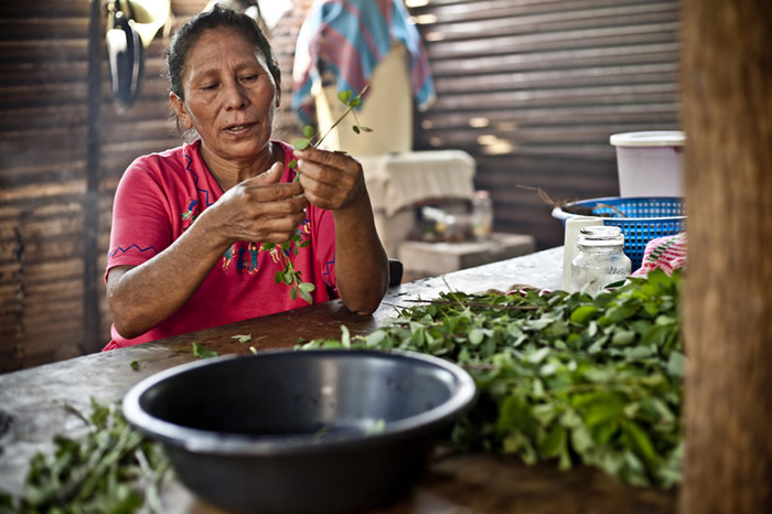 María Tránsito Peréz Ramírez cosechando maíz, es campesina de la comunidad La Lupita e integrante de la asociación Madre Tierra.