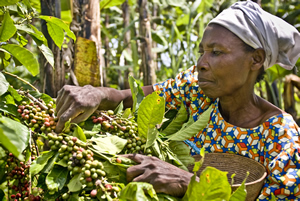 Violet Byamigisha, campesina de la comunidad de Katenga, recogiendo granos de café arábica. (c) Pablo Tosco / Oxfam Intermón
