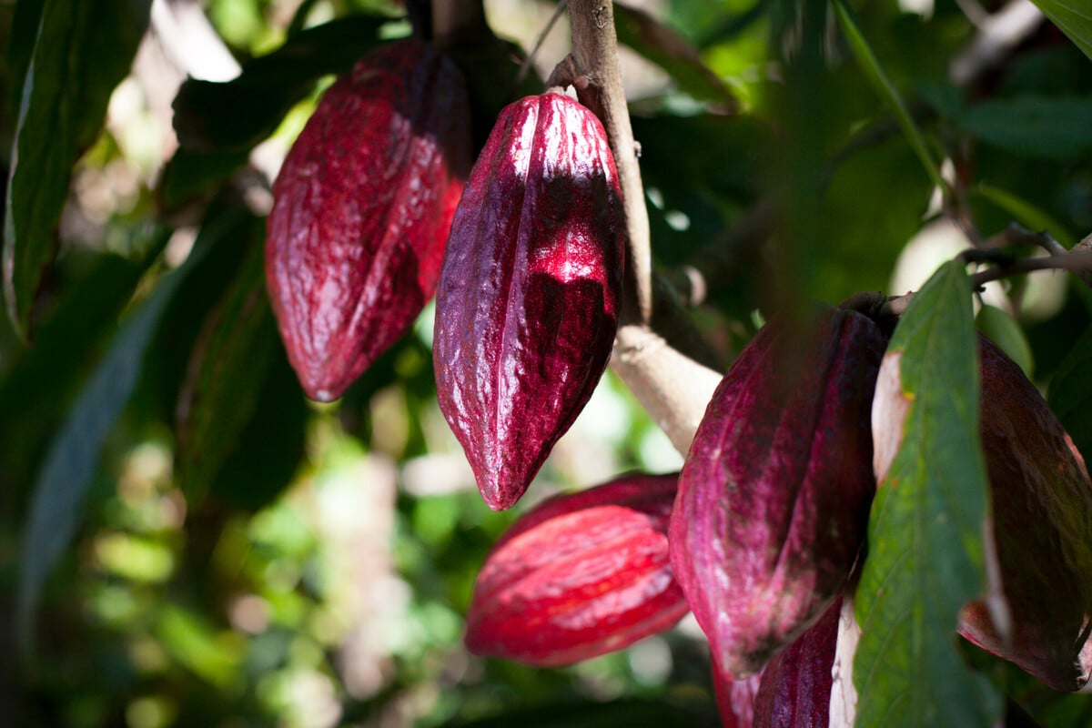 RS229797_Proceso del cacao-scr