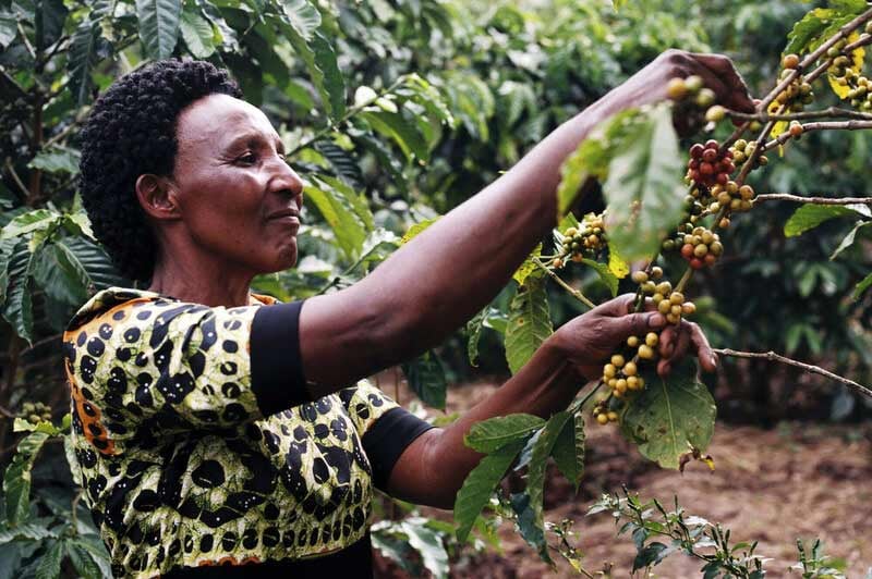 cafe-impacto-medioambiental-social-comercio-justo